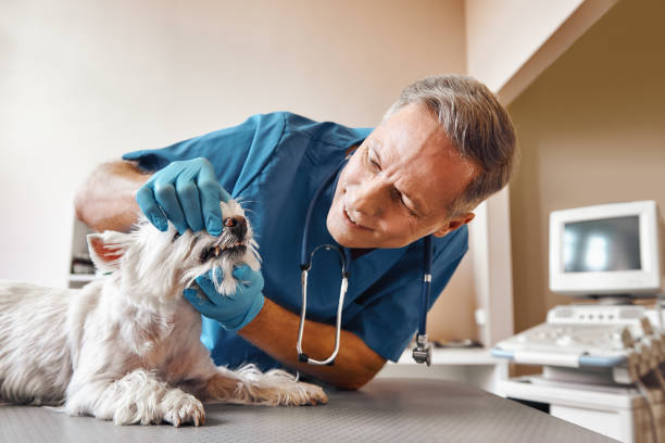Best Same-Day Emergency Dental Services in Cokato, MN